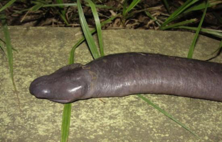 Illustration for article titled 12 More Real Animals We Can’t Believe Aren't Pokémon